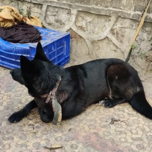 A Black Indie Dog Found from Civil lines area-2