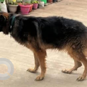 A Black and Brown German Shepherd Dog Found from Sunkadakatte, Bengaluru-2