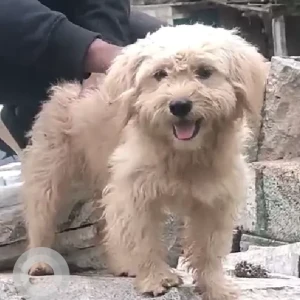 A Orange Maltipoo Dog Found from Udupi Garden, Amruthahalli-2