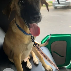 A White-Brown Mix Indie Dog Missing from Sector 128, Jaypee Wishtown-2