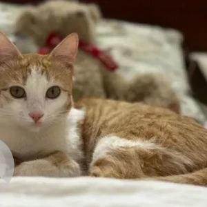 A Orange Indie Cat Missing from RK Hegde Nagar, Bengaluru-2