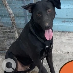A Black Indie Dog Missing from Pune