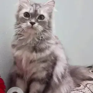 A Black and White Persian Siberian Mix Cat Missing from Kodigehalli, Ram Mandir