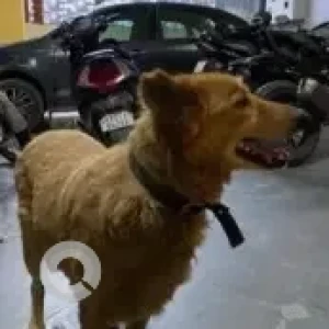 A Brown Indie Dog Found from Bengaluru