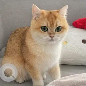 A Golden British Shorthair Cat Missing from Dubailand residence complex