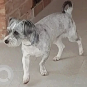 A White and Grey Shih Tzu Mix Dog Missing from Near Abraj Al Mamzar Building, Al Mamzar-2