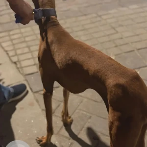 A Brown Doberman Dog Found from Hiranandani, Egattur-2