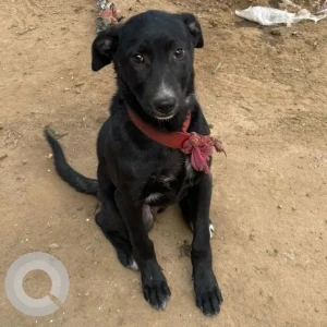 A Black Indie Dog Found from Gupta market, Lajpat Nagar