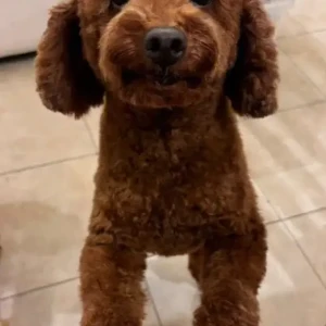 A Brown Poodle Dog Missing from Al Quoz 4