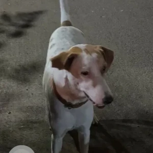 A White-Brown Mix Indie Dog Found from Gurugram