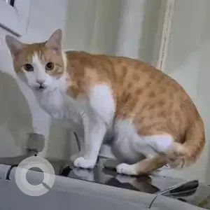 A White-Brown Mix Indie Cat Missing from Bengaluru-2