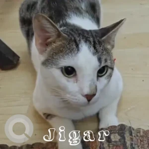 Male Domestic Cat Adoption for Adoption in Aarey Colony, Goregaon