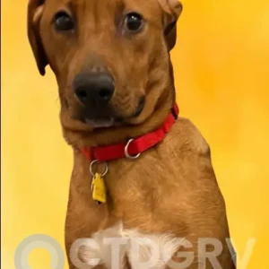 A White-Brown Mix hound terrier mix Dog Missing from riverbank rd