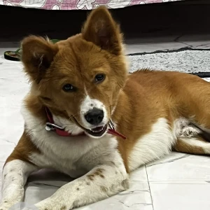 A White-Brown Mix Indie Dog Missing from Kalyani Nagar, Kahilipara