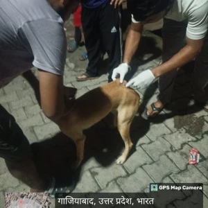 Rabies vaccination-84