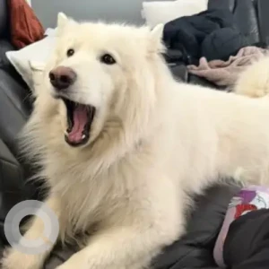 A White Samoyed Dog Missing from Mechanic St./6th St/Spruce St