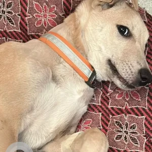 A White-Brown Mix Indie Dog Missing from 236, Ambica Vihar