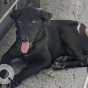 A Black Indie mix Dog Found from Hennur, near cancure pet clinic