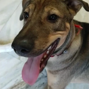 A Black and Brown Indie Dog Missing from Tughlakabad Extension