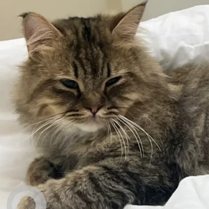 A Grey Domestic Longhair Cat Missing from Al Riyadh