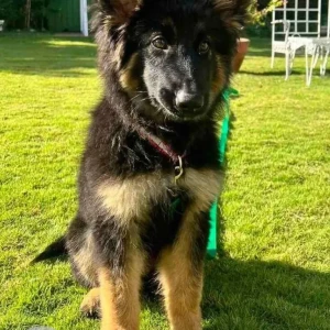 A Black and Brown German Shepherd Dog Missing from Patan Hospital, Kumaripati