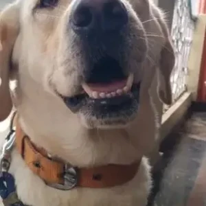 A White Labrador Dog Missing from Balagaranahalli, Near 12, Jain temple, Attibele-3