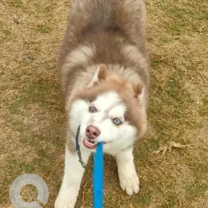 A White-Brown Mix Husky Dog Missing from Indian Garden Park