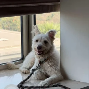 A White Terrier Dog Found from Road No 45, Jubilee hills-2