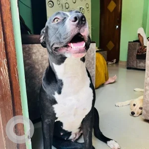 A Black and White Pitbull mix Dog Missing from New Delhi