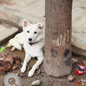 A White Indie Dog Missing from Kadugodi, Bengaluru