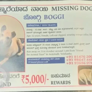 A Brown Indie Dog Missing from Avalahalli, Yelahanka-2