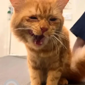 A Orange Ginger cat Cat Found from Indiranagar 1st Stage, Bengaluru-2