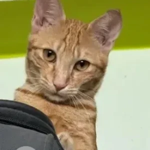 A White-Brown Mix Ginger cat Cat Missing from Basaveshwarnagar