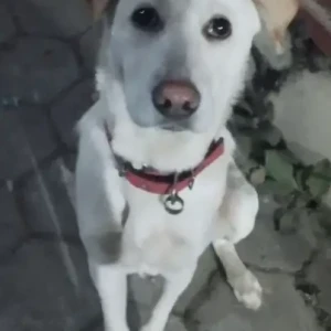 A White Indie Dog Found from Tahachal area, hot and bakes