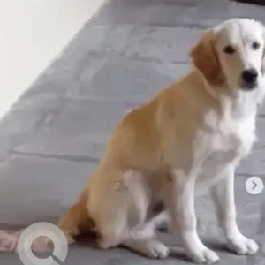 A White Golden Retriever Dog Missing from Kalidasa circle, Srinagar-2