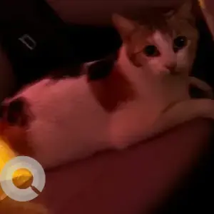 A White-Brown Mix Domestic Cat Missing from JBR Rimal P3 parking