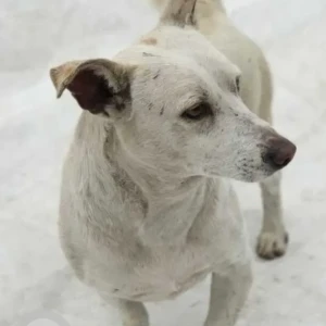 A White Indie Dog Missing from Gagan Vihar Near Gate 6