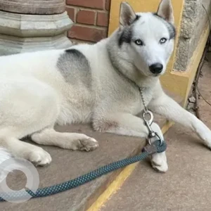 A White and Grey Husky Dog Missing from Bengaluru