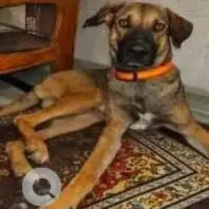 A Black and Brown Indie Dog Missing from Keshav Puram-2