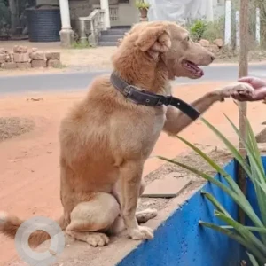 A White-Brown Mix Indie Dog Missing from Cansualim Rail Track