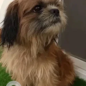 A Brown Shih Tzu Dog Found from IIMB signal, near A2B