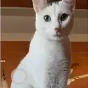 A Grey-White Mix Calico Cat Missing from Spring Playschool, Akshay Nagar-4