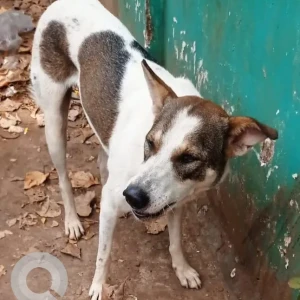 A White-Brown Mix Indie Dog Found from Anjuna