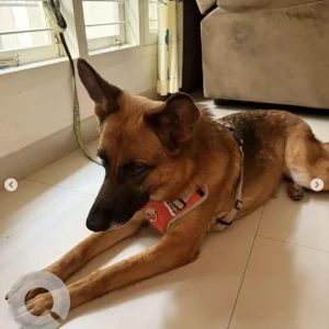 A Brown German Shephered Dog Found from Ragiguda Metro Station