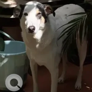 A Black and White Indie Dog Missing from Hosmat Hospital, Ashok Nagar