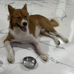 A White-Brown Mix Indie Dog Missing from Kalyani Nagar, Kahilipara-4