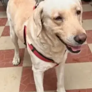 A White Labrador Dog Found from Koramangala