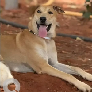 A White-Brown Mix Indie Dog Missing from Arehalli