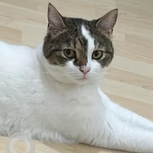 A White and Grey Domestic Shorthair Cat Missing from Shakhbout City
