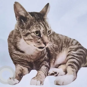 A Grey-White Mix Indie Cat Missing from Majorda Salcete